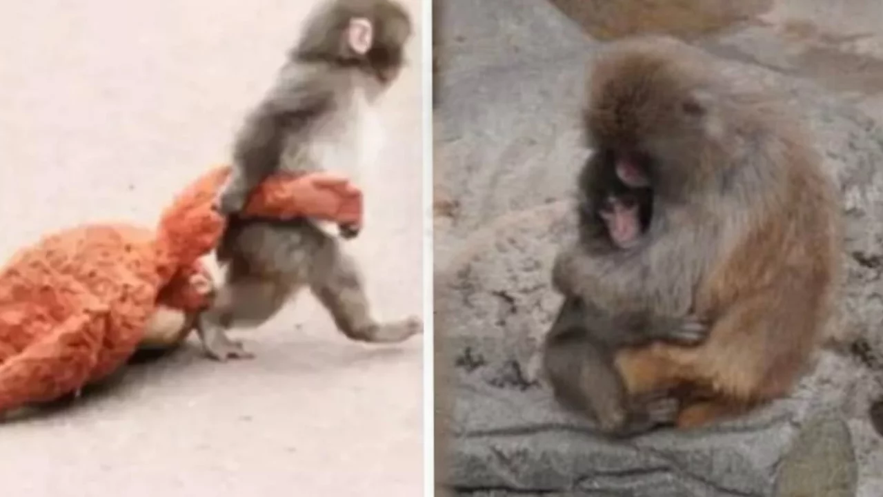 Yalnız maymun Punch'tan güzel haber var 