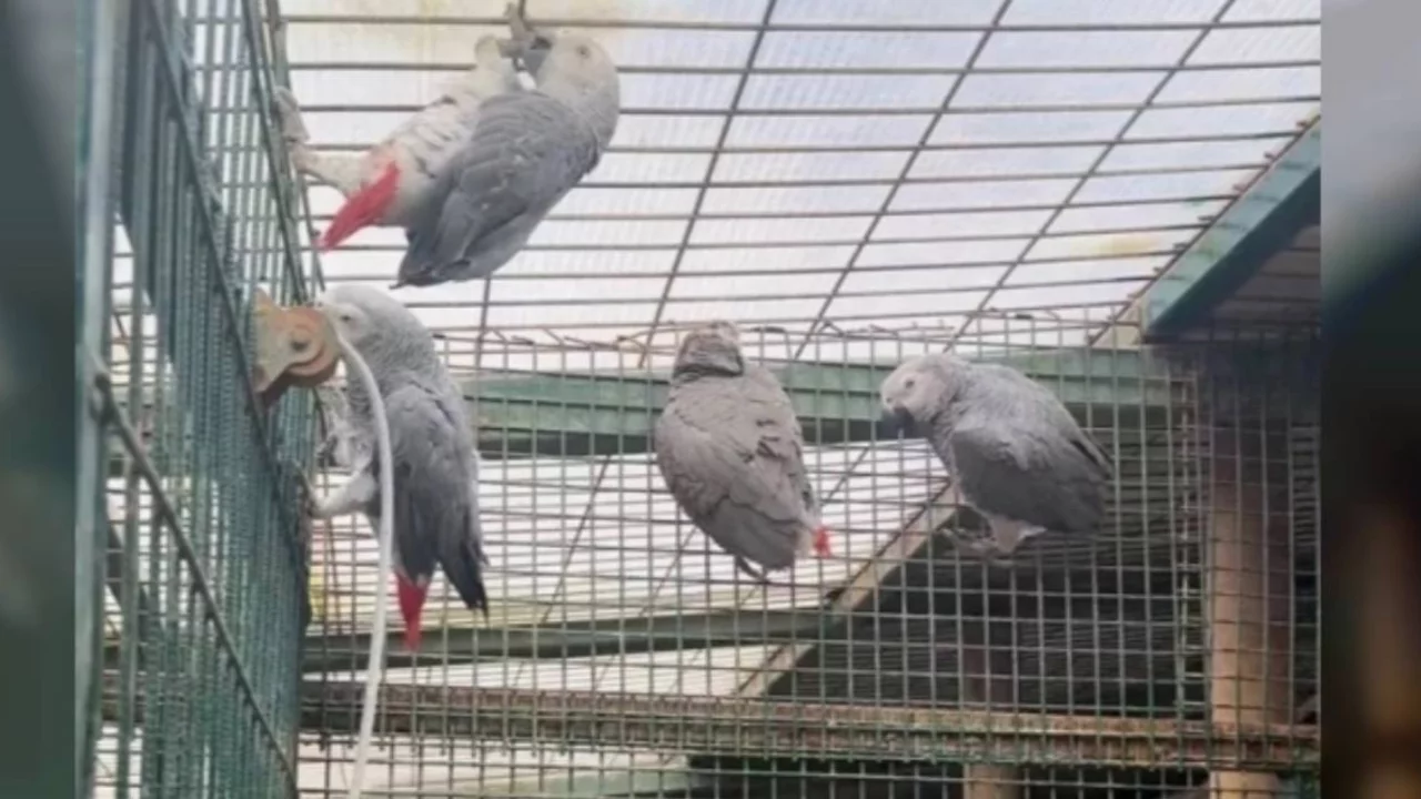 G&uuml;mr&uuml;kte şok arama: Bavuldan canlı papağanlar &ccedil;ıktı!