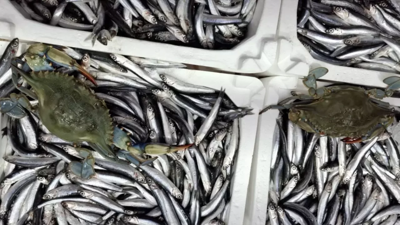 Sinop'ta denize açılan balıkçıların ağına 2 mavi yengeç takıldı