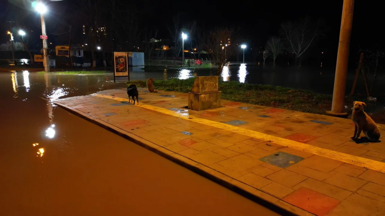 Tunca Nehri taştı: Suyla dolan Sarayiçi güreş alanında köpekler mahsur kaldı