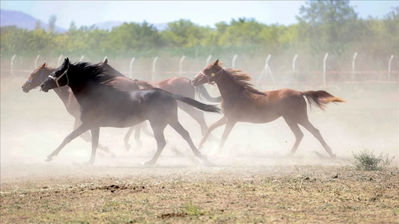 TİGEM, "Değeri 100 milyon lira olan yarış atları kayıp" iddiasını yalanladı