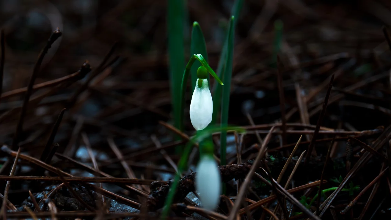 Spil Dağı'nda yeniden canlanan şelale ve endemik çiçeklere 699 bin tl ceza!