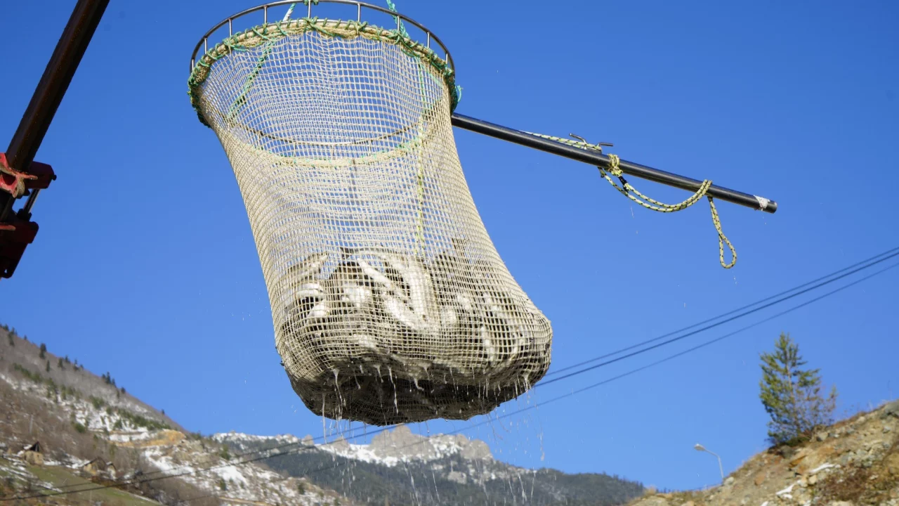 Denizi olmayan Gümüşhane'de alabalık üretimi