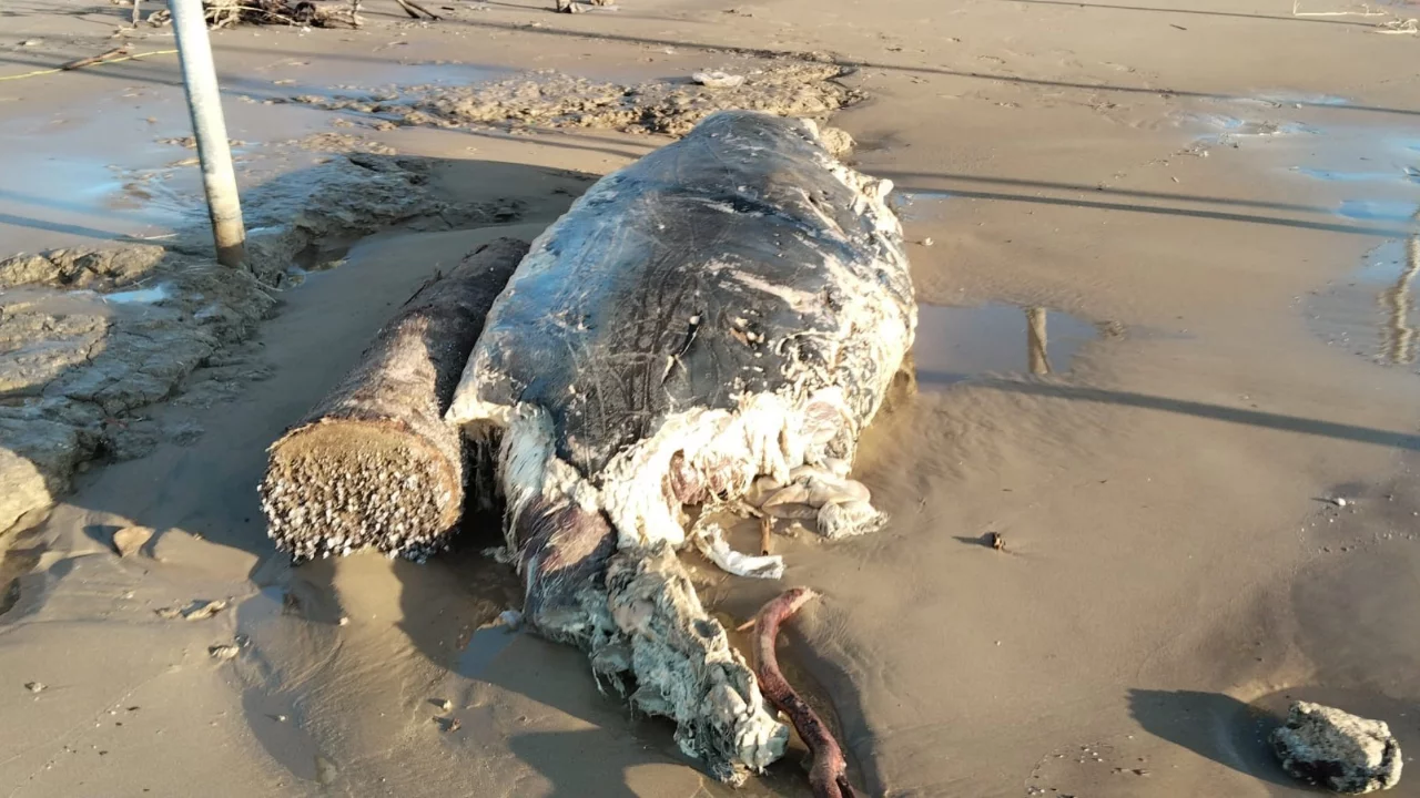 Manavgat sahilinde 4 metrelik dev yunus balığı karaya vurdu