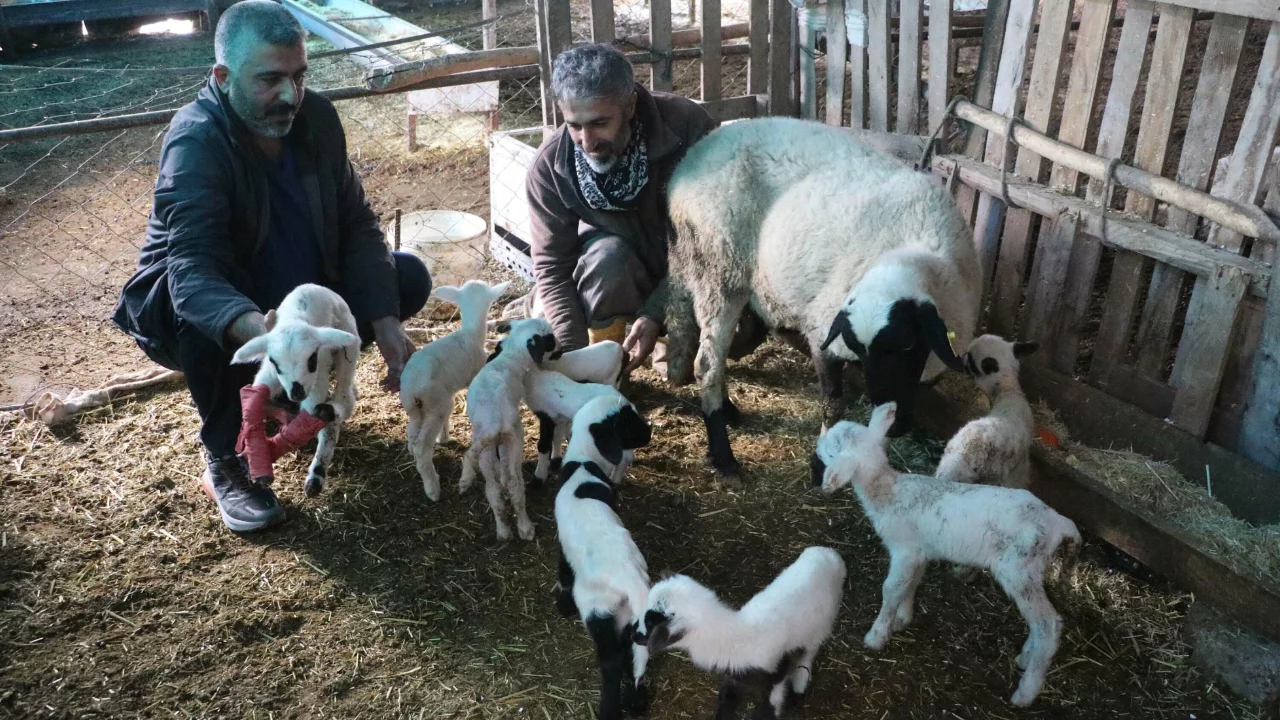 Çeşme sakızı koyunundan nadir doğum: Tek batında 9 kuzu dünyaya geldi