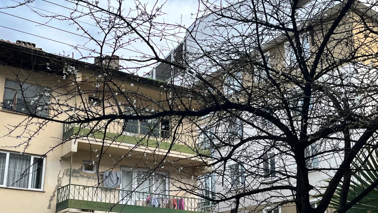 Bursa'da şubat güneşi doğayı yanılttı! Bazı ağaçlar çiçek açtı