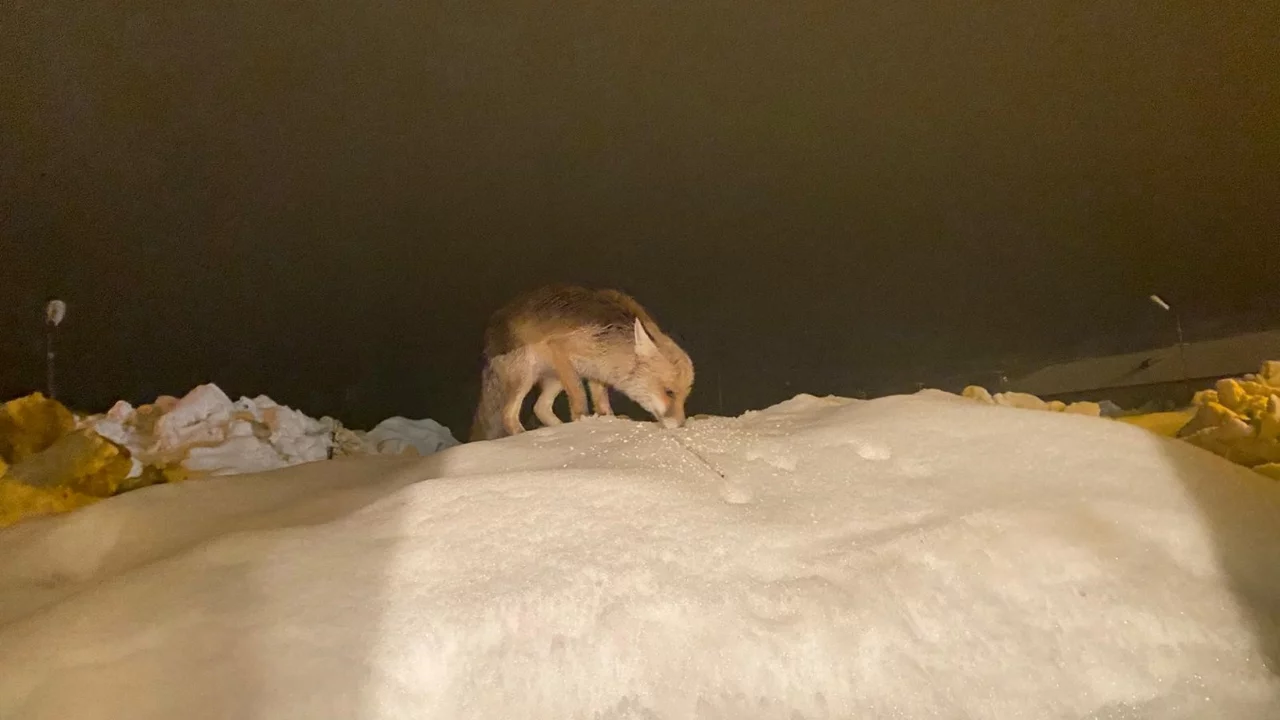 Aç kalan tilkiye şefkat eli: "O yedikçe ben mutlu oldum"