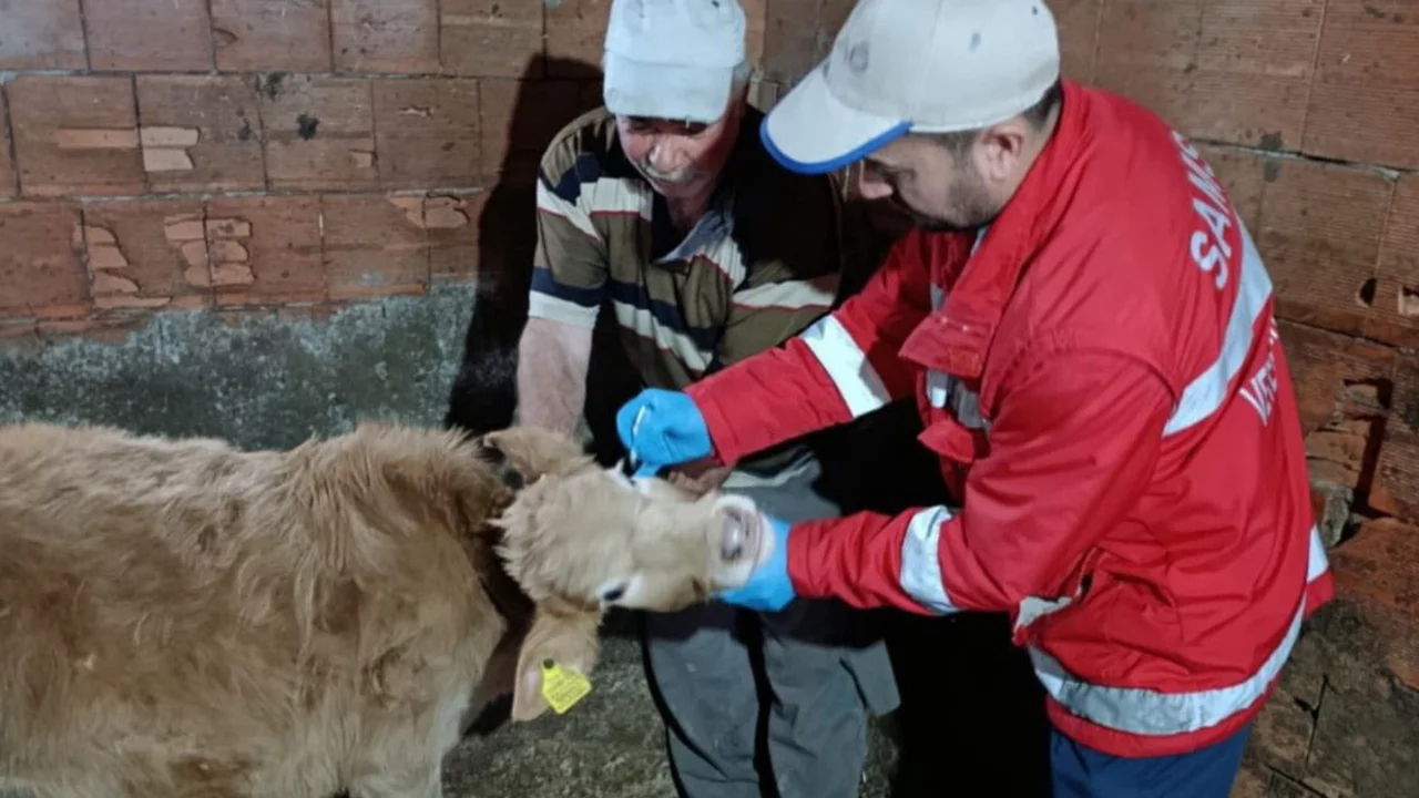 Şapla mücadelede yeni dönem: Aşısız hayvana sevk yok, ceza var 