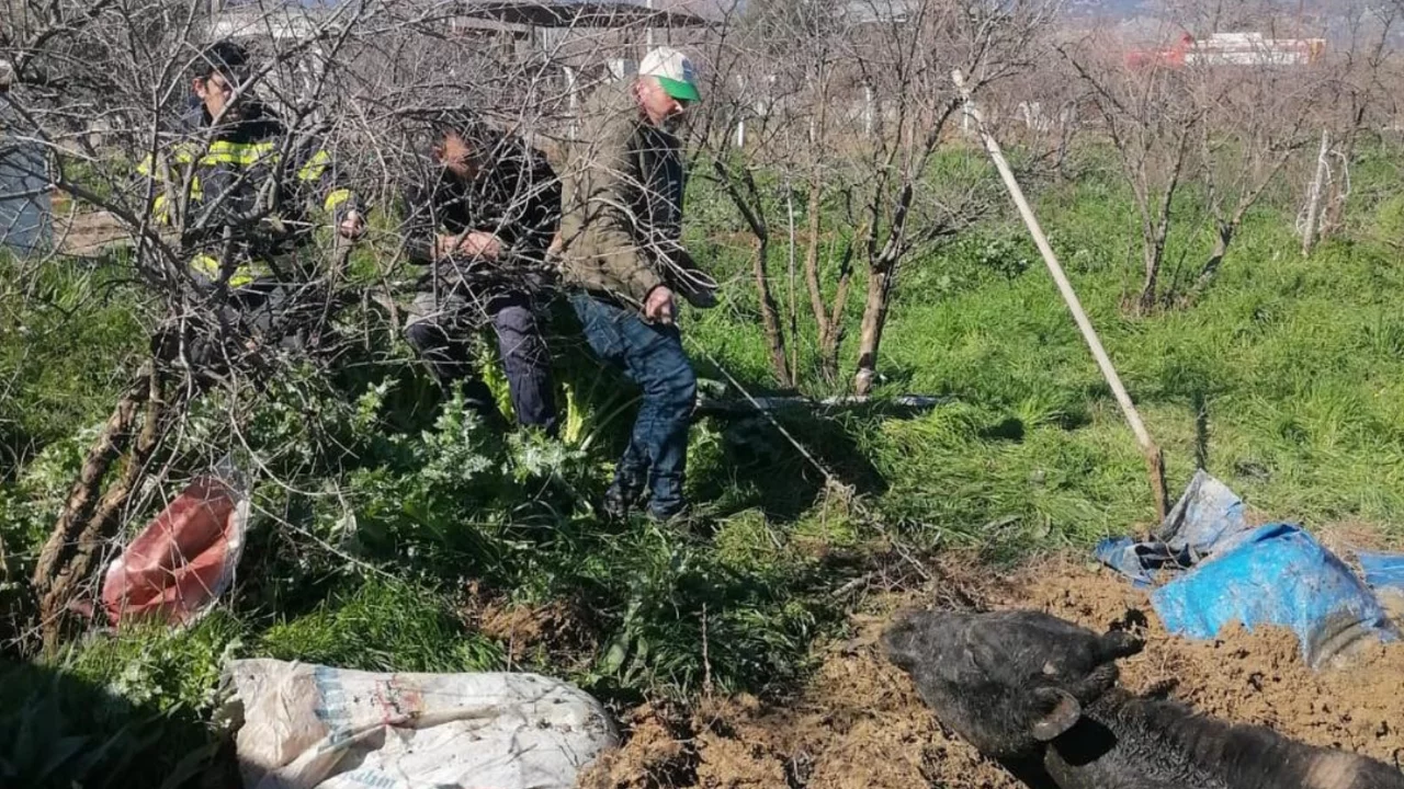 Denizli'de foseptik çukuruna düşen inek itfaiye ekiplerince kurtarıldı