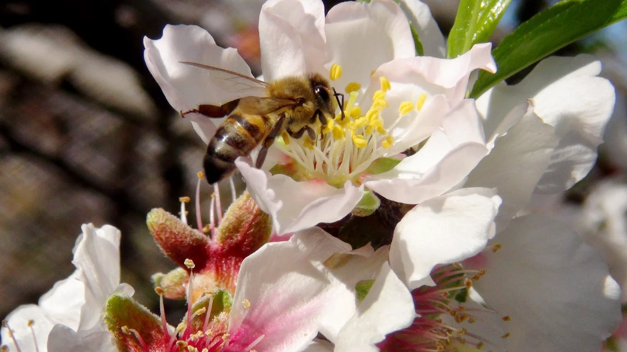 İlk cemre havaya düştü