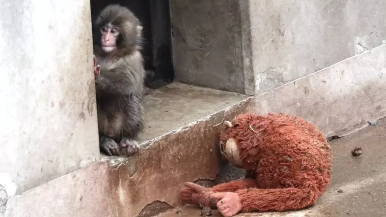 Yavru maymun Punch'ın son görüntüsü izleyenleri kahretti