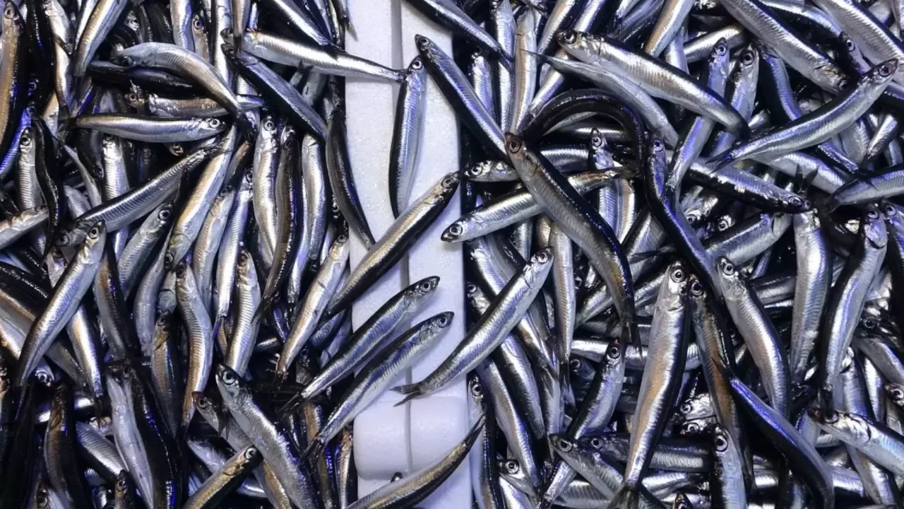 Hamsinin tahtını devirdi! İşte sofralarda en çok yenen balık