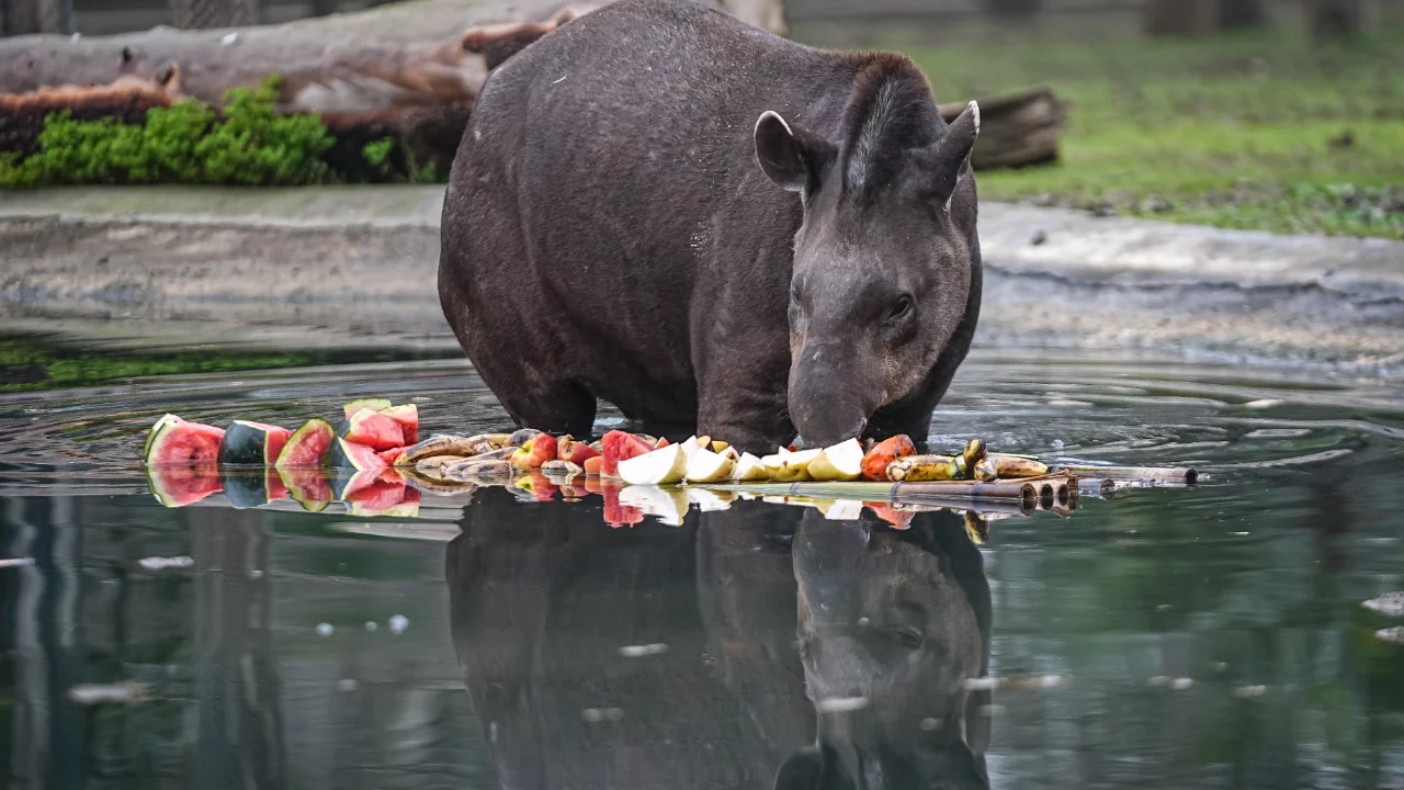 Bursa Hayvanat Bahçesi'nde kış bakımı! Meyve kokteylleriyle besleniyorlar