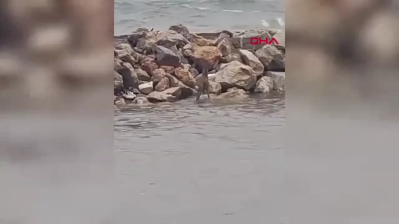 Balıkesir'de dere yatağında mahsur kalan karaca kurtarıldı