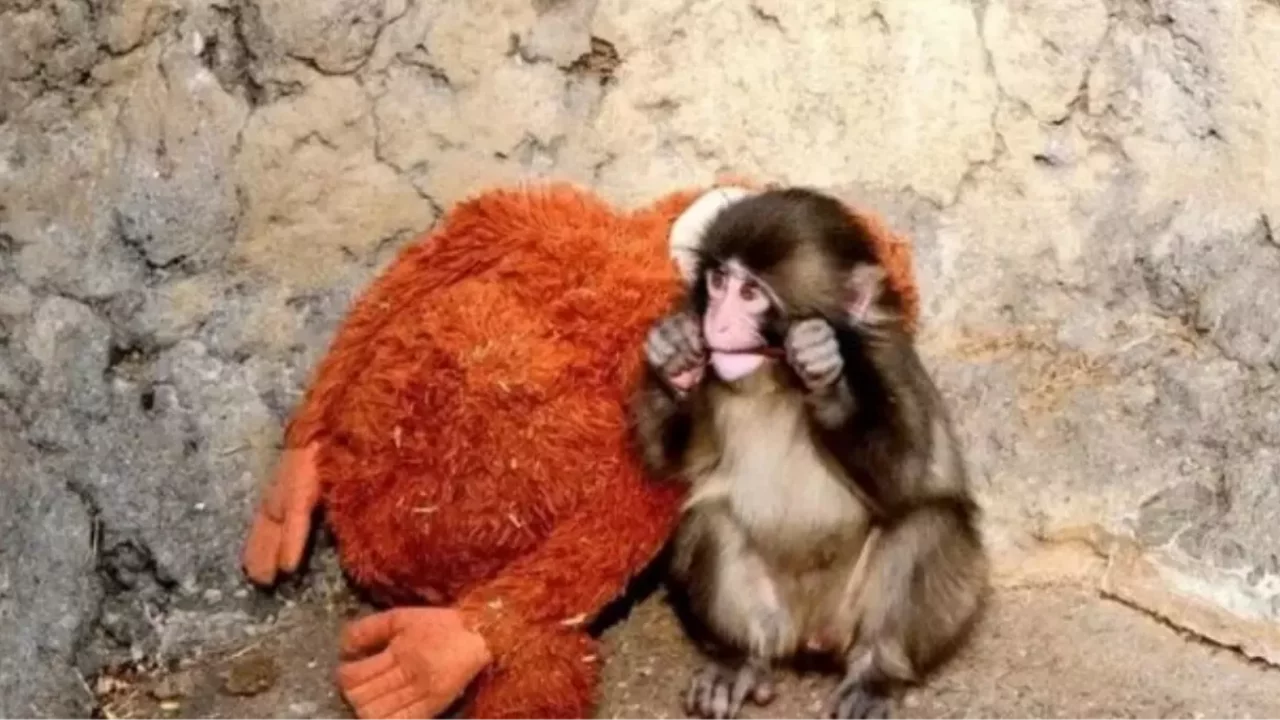 Punch maymun olayı nedir? Punch maymun kim, nerede?