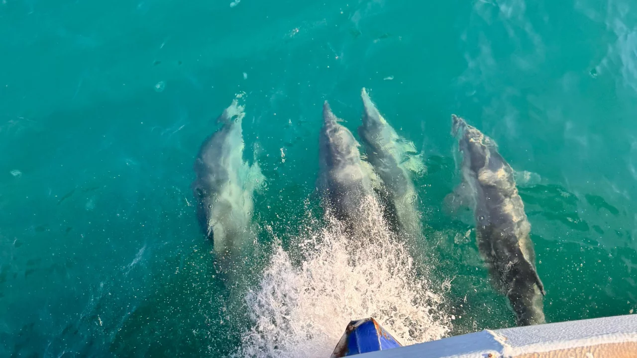 Samsun'da balıkçı teknesine eşlik eden yunuslar kamerada 
