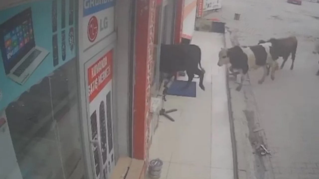 Sahibinden kaçan 9 inek beyaz eşya dükkanına daldı! O anlar kamerada...
