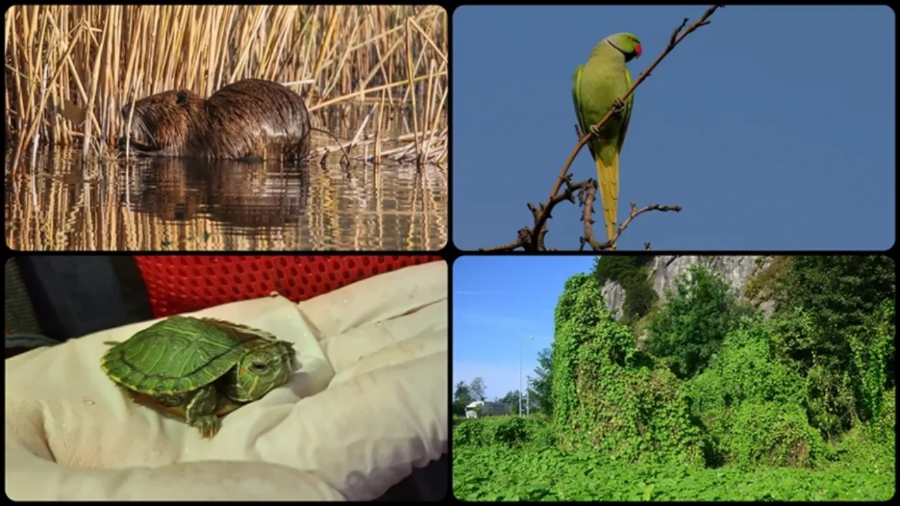 Türkiye'den istilacı türlere karşı kırmızı alarm! "Kara liste" geliyor 