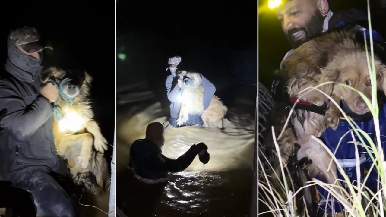 Manisa'daki selde kurtarılan 3 köpek, Bursa'da iyileşiyor