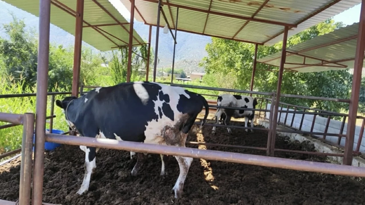 Muğla'da 11 mahalle şap hastalığı nedeniyle karantinaya alındı
