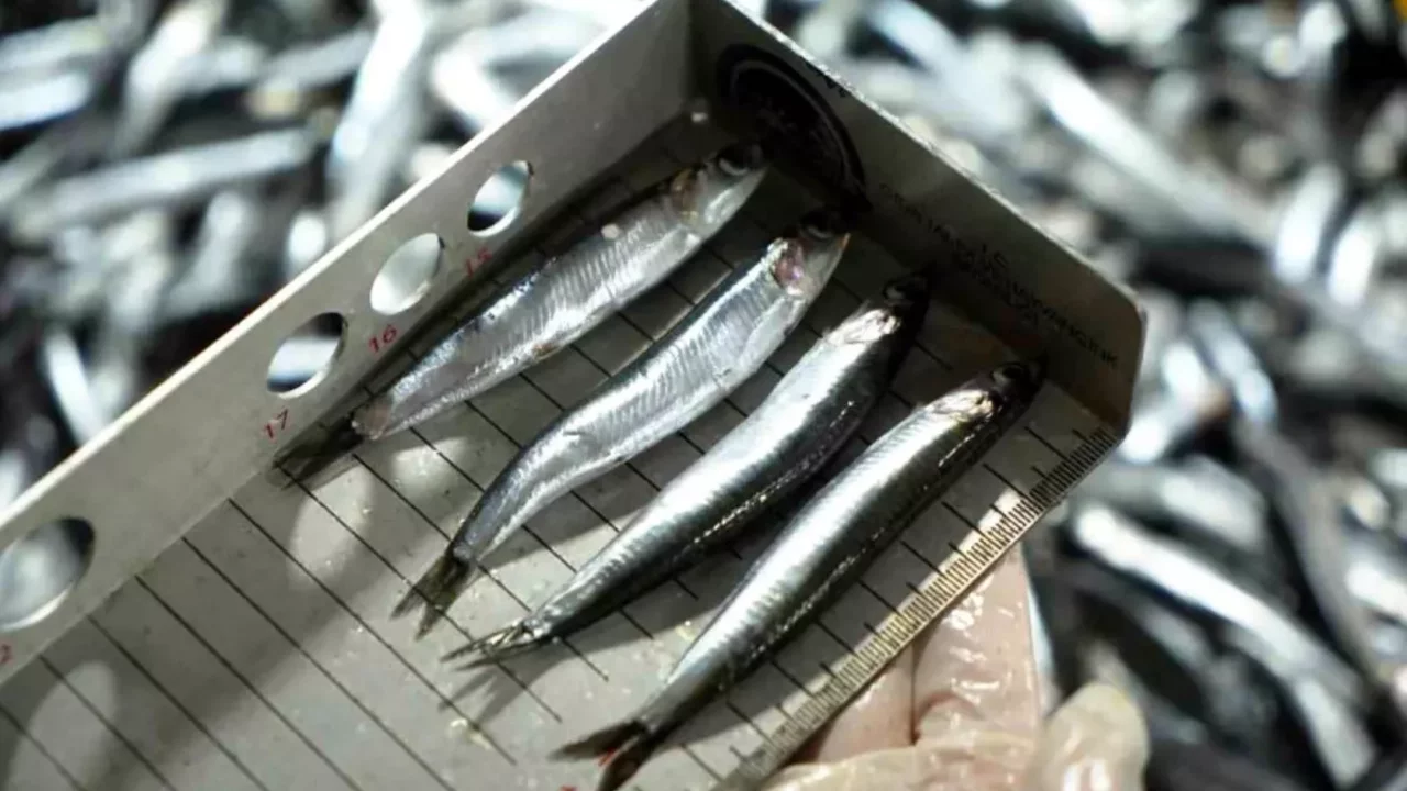 Avcılık denetimlerinde ceza yağdı! 2,6 milyon TL'yi aştı