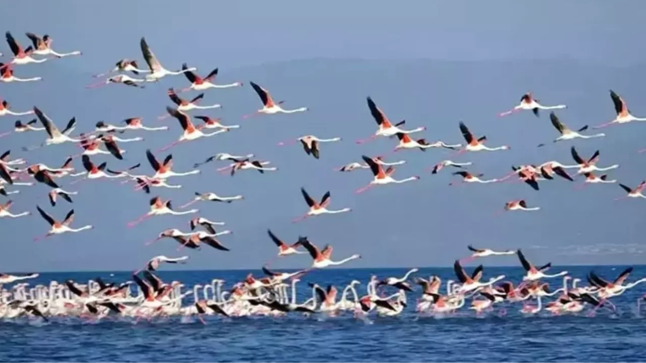 Flamingoların konaklandığı Van Gölü'nde geri çekilme ile birlikte adacıklar oluştu