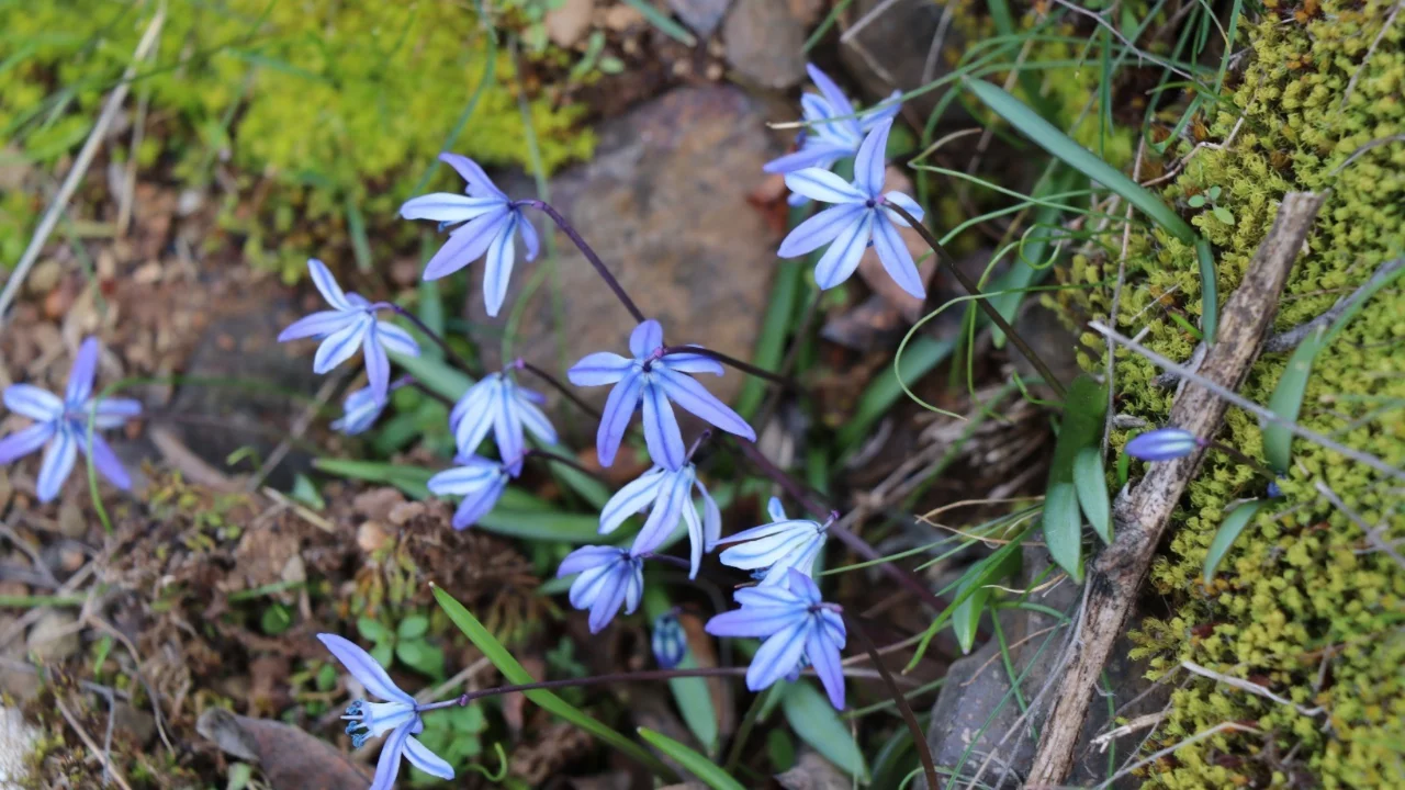 Erzurum'un bir yanı kış bir yanı bahar