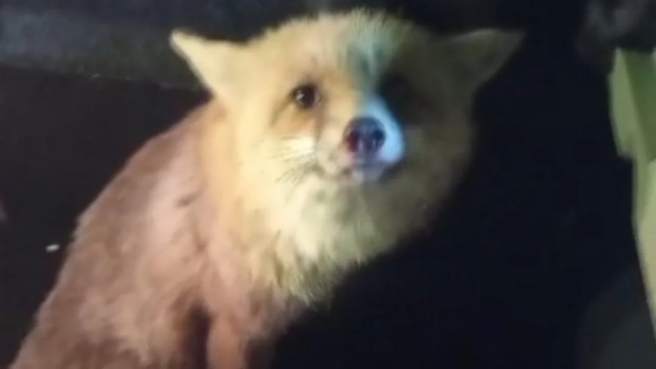 Yaralı tilki için seferber oldu