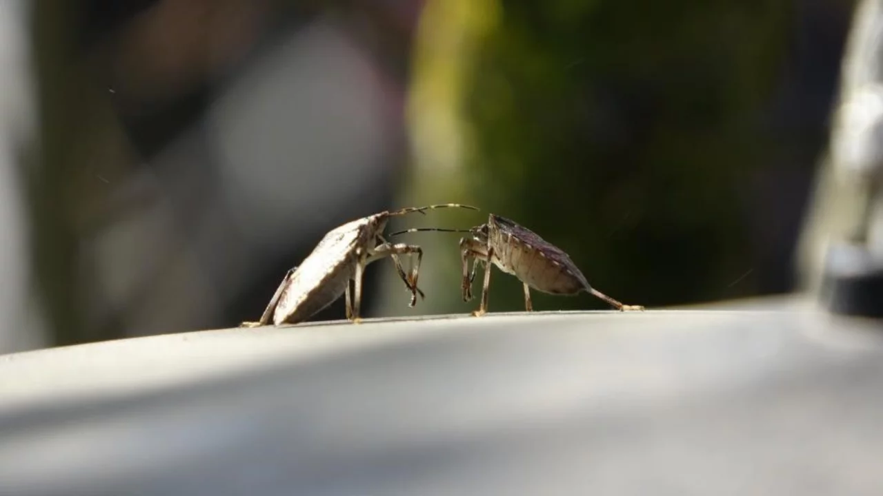 Doğu Karadeniz'de üçlü istilacı tür tarımı tehdit ediyor