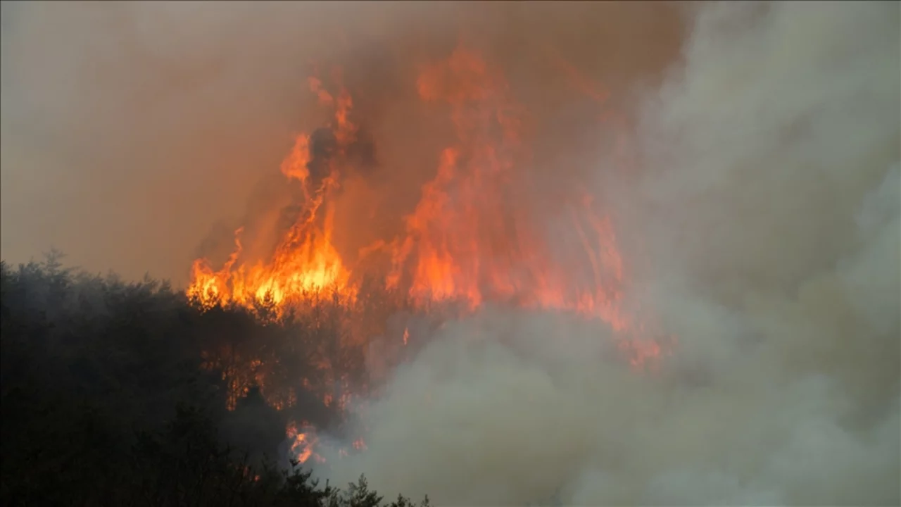 Güney Kore'de 3 gündür mücadele edilen orman yangınlarında kül oldu