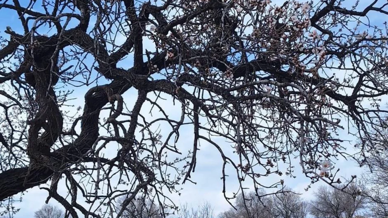 Ergani'de badem ağaçları erken çiçek açtı