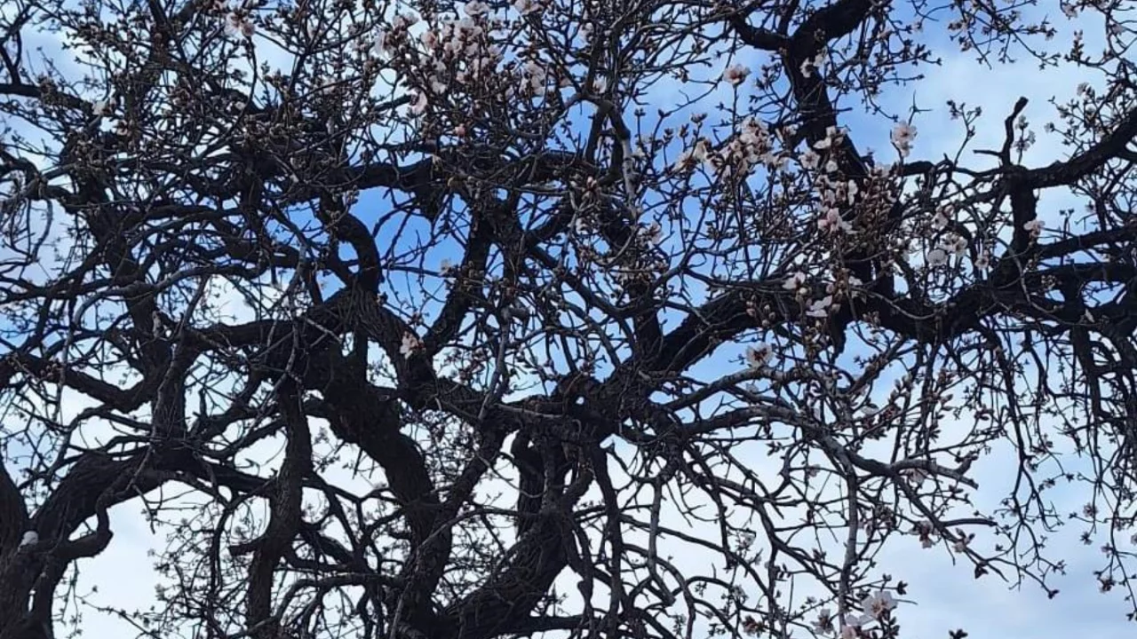 Badem ağaçları erken çiçek açtı