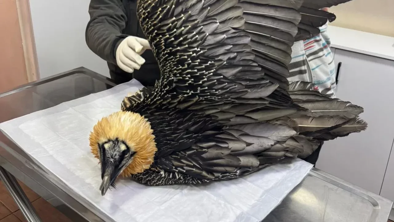 Nadir tür için kritik adım: Tedavisi tamamlanan sakallı akbaba takip cihazıyla izlenecek 