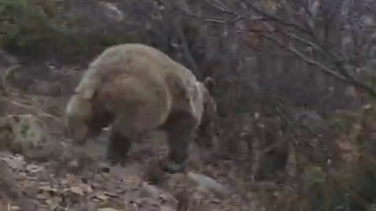 Kuş gözlemi için çıktığı arazide ayı ile karşı karşıya kaldı... Korku dolu anlar kamerada