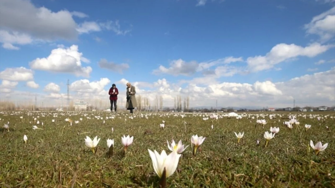 Vatandaşlar kameralara sarıldı! Meğer baharın müjdecisiymiş
