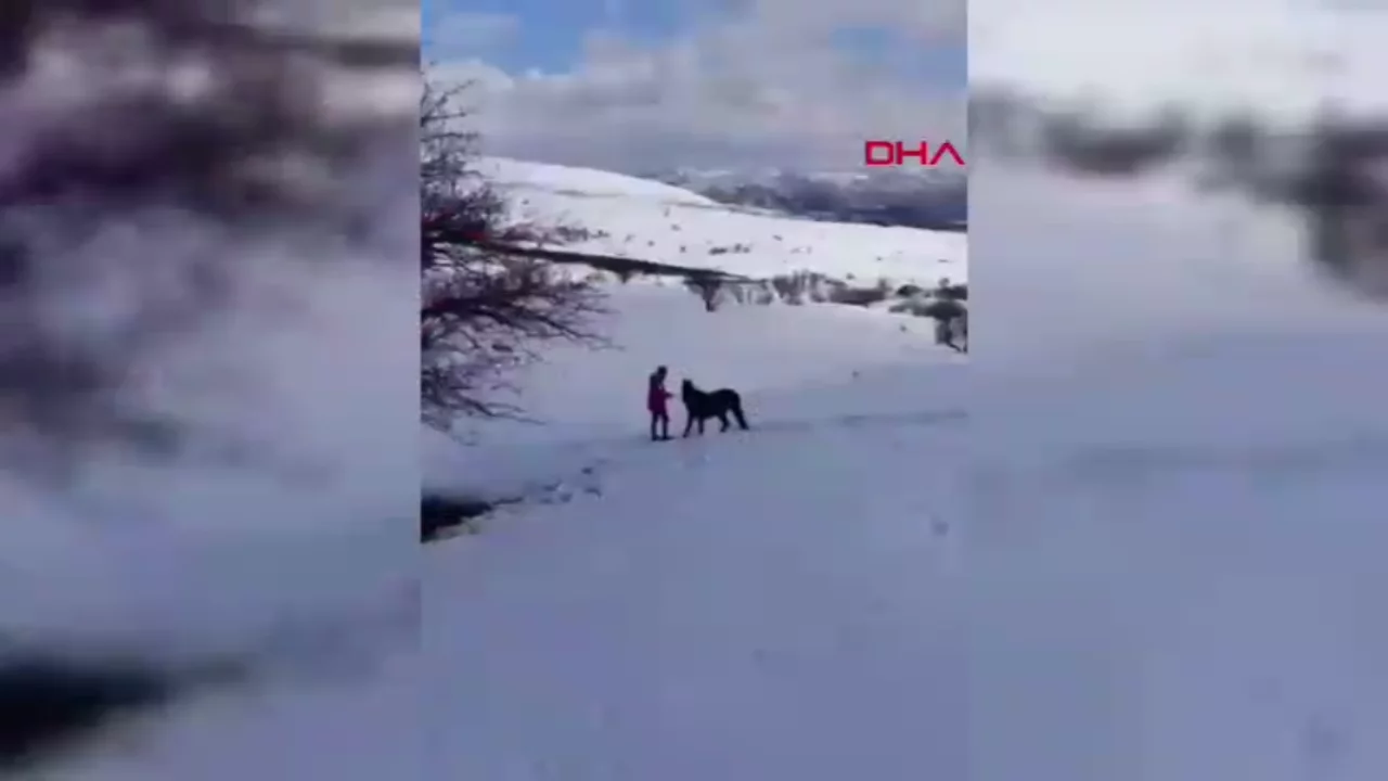 Bingöl'de kurt saldırısında yaralanan atı AKUT ekipleri kurtardı