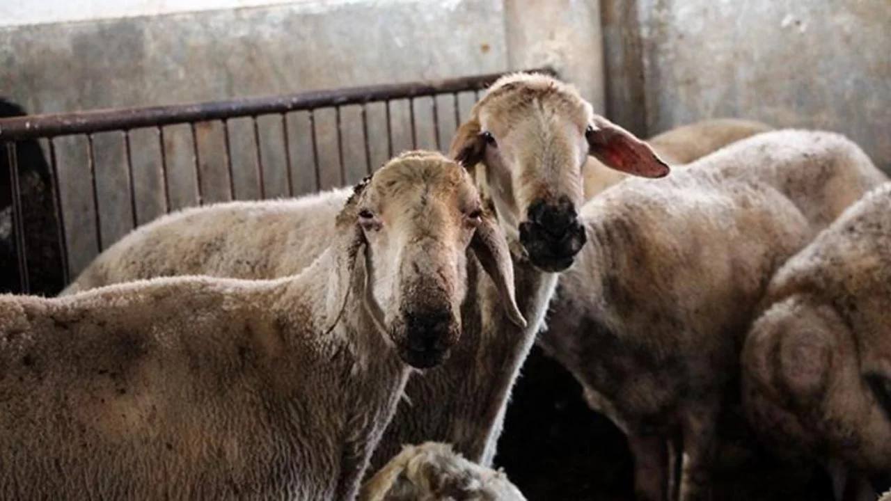 2 yıl ödemesiz, faizsiz kredi ve bakım desteği