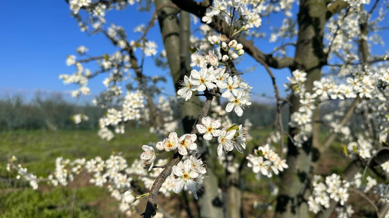 Bursa'da ağaçların çiçek açması bu kez sevindirmedi! Çiftçi endişeli...