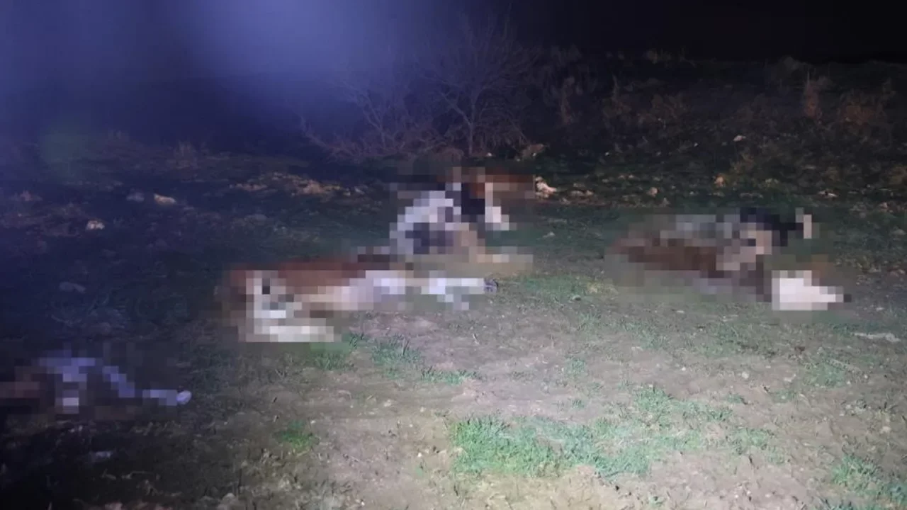 Köy yerinde bulunan hayvan cesetleri, jandarmayı harekete geçirdi 