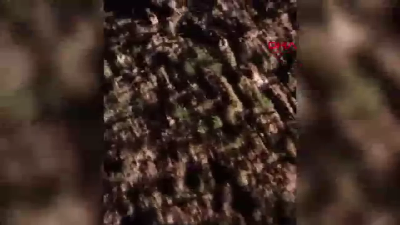 Kırşehir'de 13 hayvan, &ouml;l&uuml; bulundu