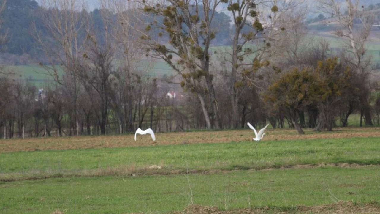 Bolu'da nadir rastlanan beyaz balıkçıl kuşlar görüntülendi 