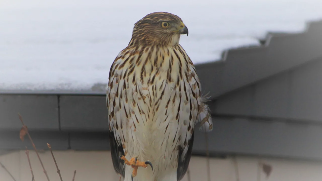 Şahine zorla alkol içiren kişiye hapis cezası! 