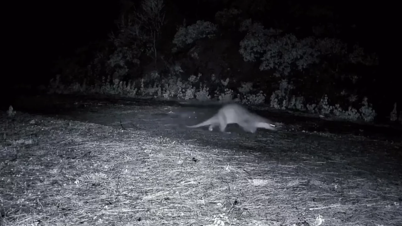Ganos Dağları'nda nadir görüntü: Ormanda yürüyen su samuru kamerada