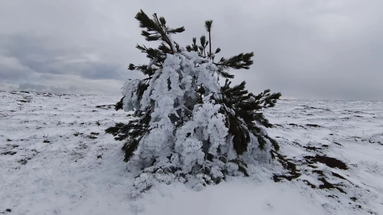 Bolu'da soğuk hava ağaçları dondurdu