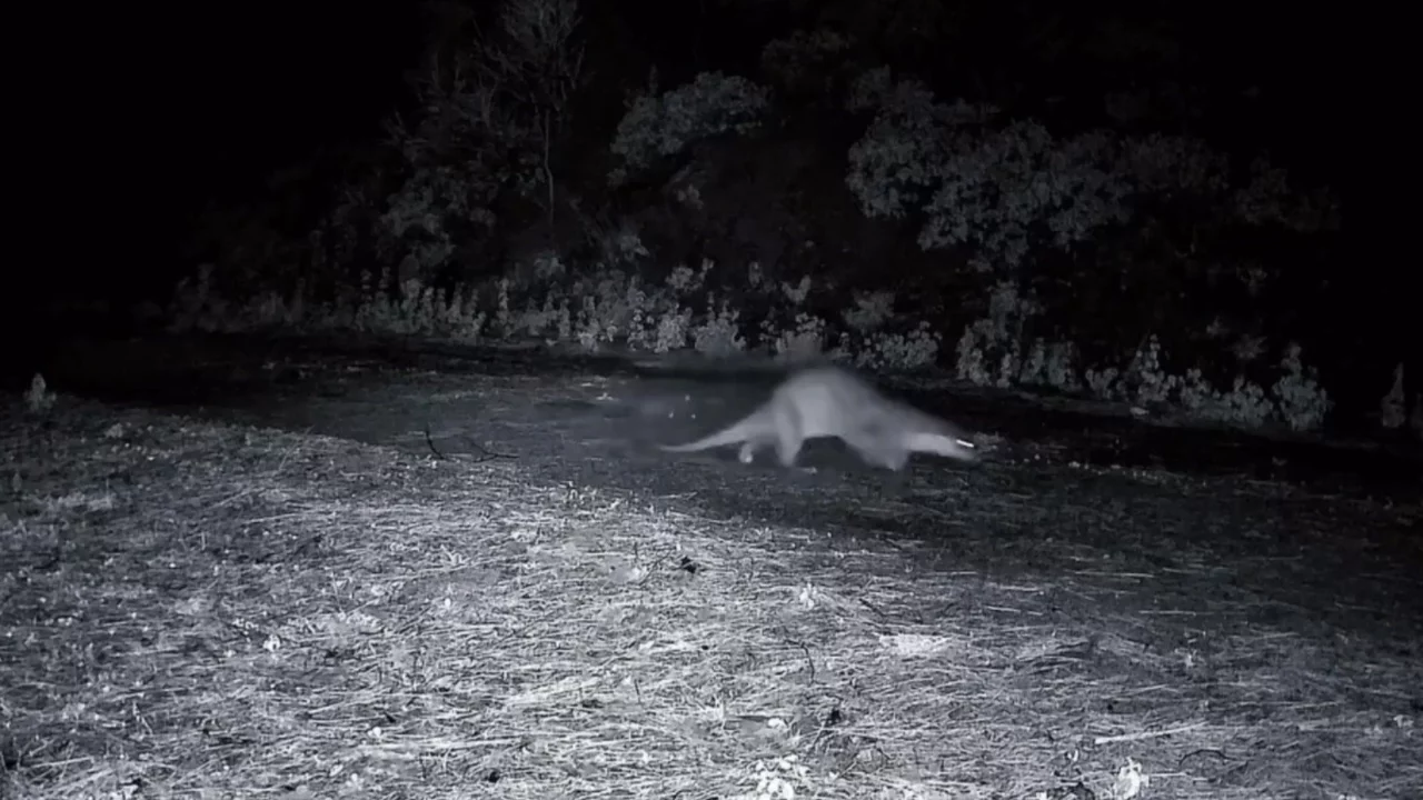 Doğadaki en nadir görüntülerden! Ormanda yürürken görüldü