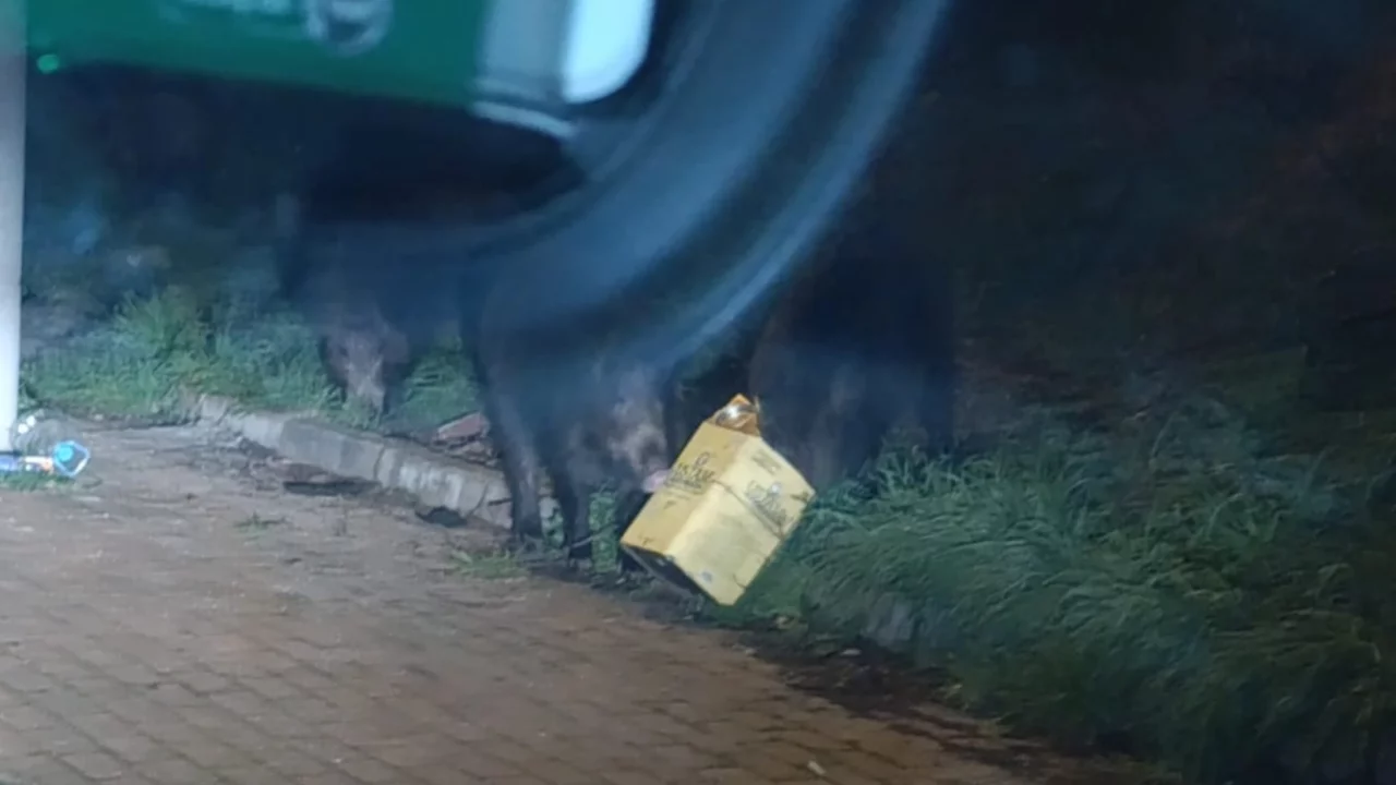 Bursa'da vahşi hayvanlar Nilüfer'e indi! Tam 4 tane, görünce şok oldular...