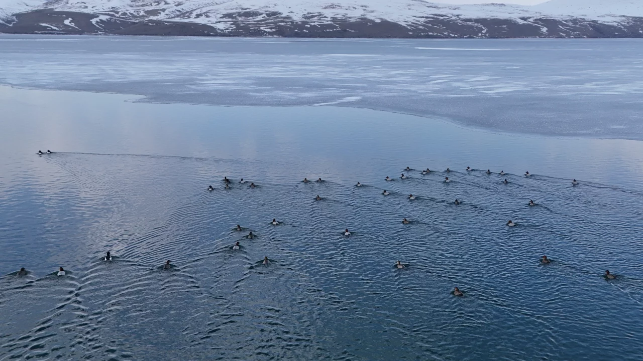 Nazik Gölü'nde buzlar çözüldü, ördeklerin dansı hayran bıraktı
