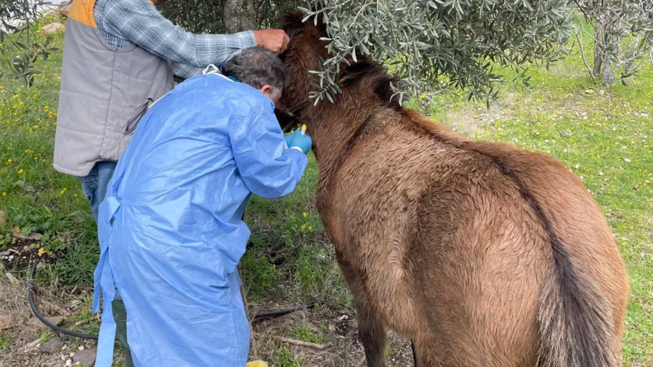 Afrika At Vebası'na karşı çalışma başlatıldı