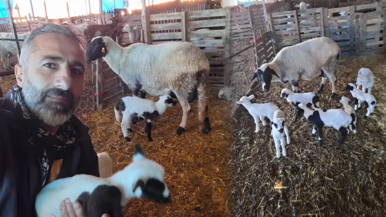Üçüz, dördüz, beşiz derken dokuz doğurdu! 