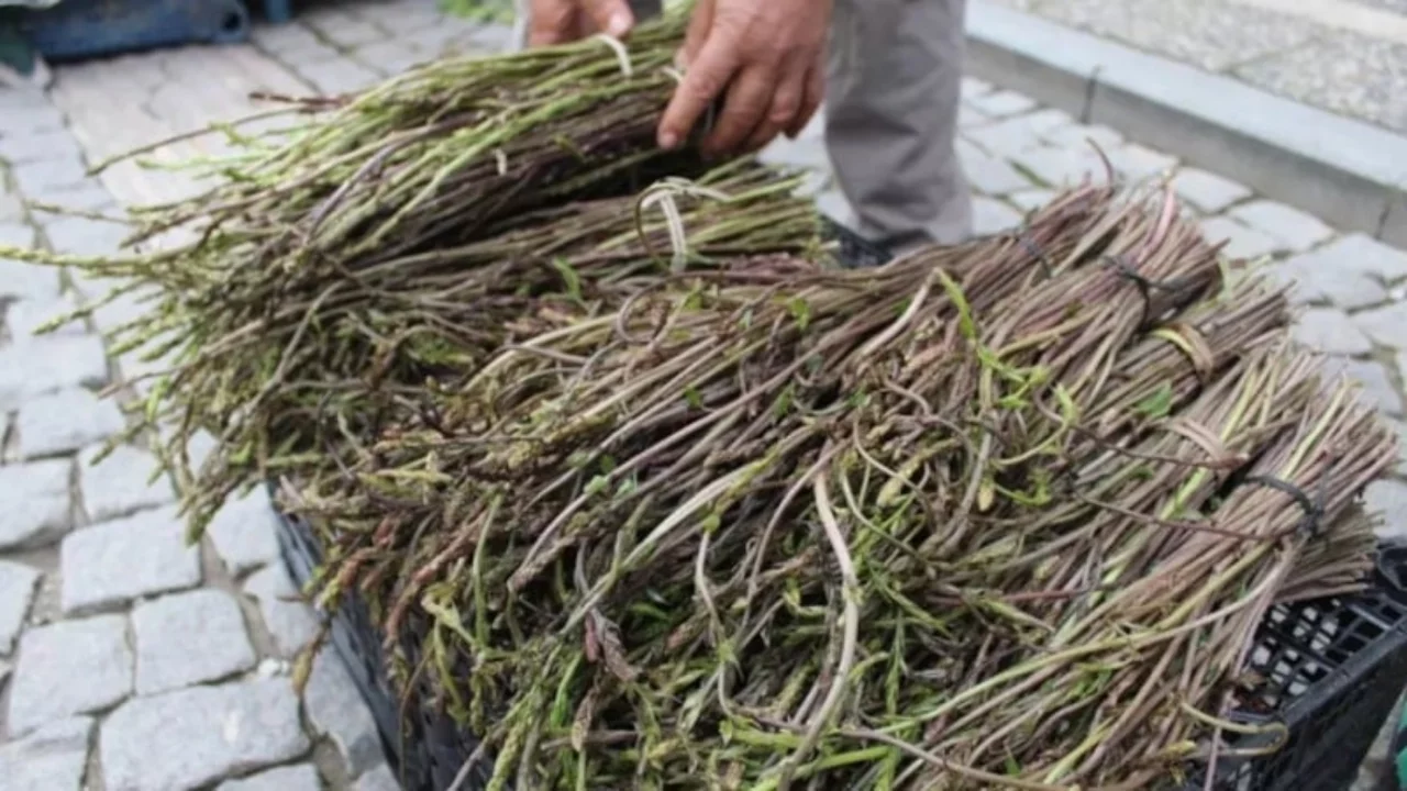 Yol kenarında görüp geçmeyin! Kendiliğinden yetişiyor, eklem ağrılarını kökten bitiriyor
